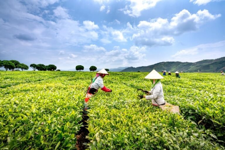 Agricultural Entrepreneurship and Business Planning – Agricultural Sciences Grade 12 Study Guides and Notes