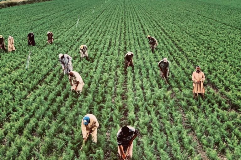 Introduction to Agricultural Sciences – Agricultural Sciences Grade 12 Study Guides and Notes