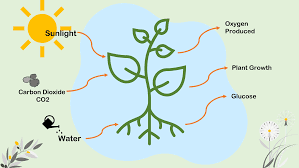 Why Plants are the First Step in the Food Chain